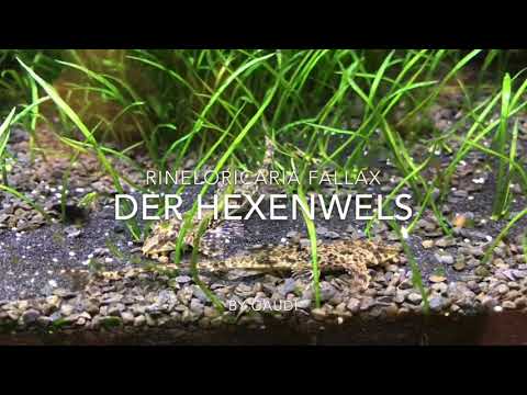 Der Hexenwels Rineloricaria fallax Zwergharnischwels