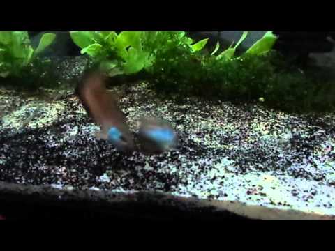 Betta Taeniata males sparring