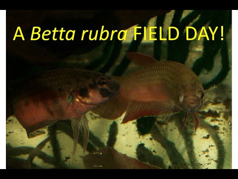 Betta rubra field day! Spawning, sparring, shipping, fry, oh my!