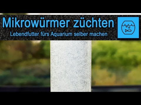 Mikrowürmer züchten und verfüttern - Lebendfutter selber machen - Fischfutter - Anleitung - Rezept