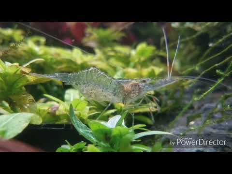 Ghost Shrimp (Palaemonetes paludosus)