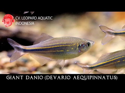 Devario aequipinnatus. The GIANT DANIO!(Leopard Aquatic U004)