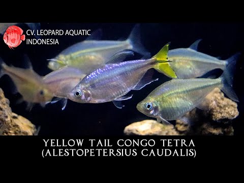 Alestopetersius caudalis. The STUNNING Yellow Tail Congo Tetra. (Leopard Aquatic C034B)