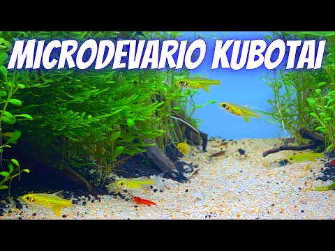 verspielter Mini-Fisch fürs Aquascape - Microdevario Kubotai - Neongrüner Zwergbärbling Zwergrasbora