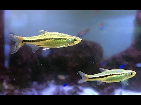 キンセンラスボラ　Magnificent rasbora、Blackline rasbora　Rasbora borapetensis