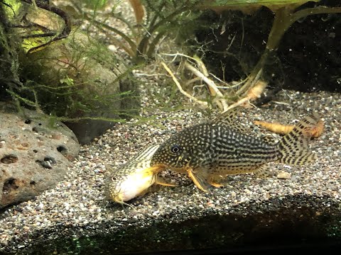 How to Breed Sterbai Corydoras Catfish