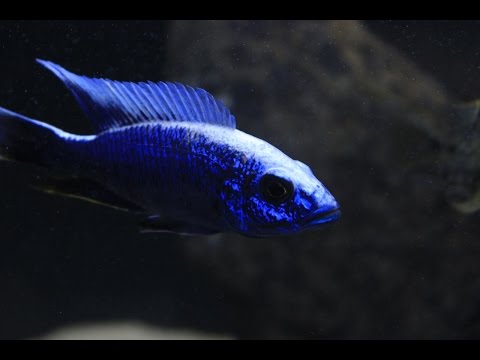 Sciaenochromis Fryeri- The Electric Blue Hap 1080 HD