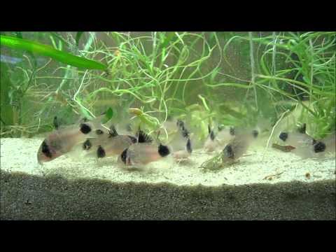 Corydoras panda