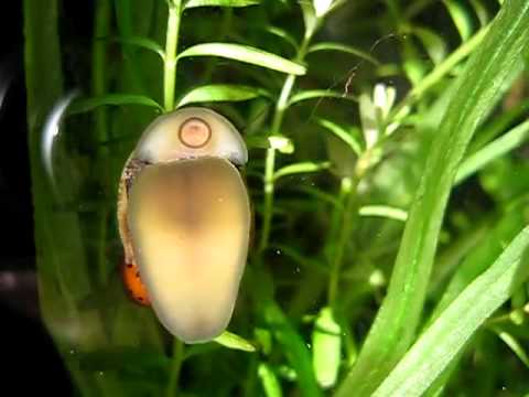 Zebra - Rennschnecke , Zebra Nerite Snail