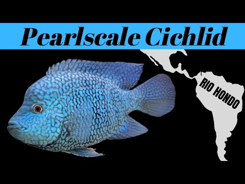 Herichthys carpintis (The Pearlscale Cichlid) - ELECTRIC Colors with a BIG Presence