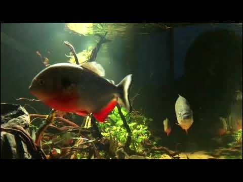 Feeding Blackshoulder Piranha - Pygocentrus cariba