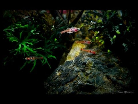 Boraras maculatus (Dwarf rasbora) HD