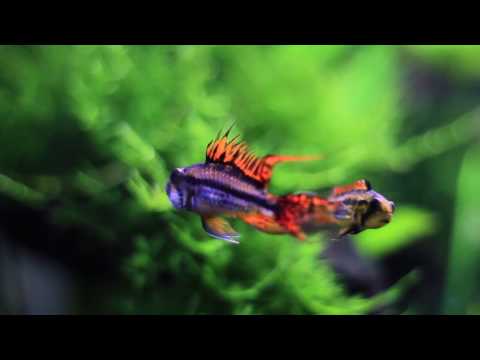 Apistogramma Cacatuoides Pair Dancing