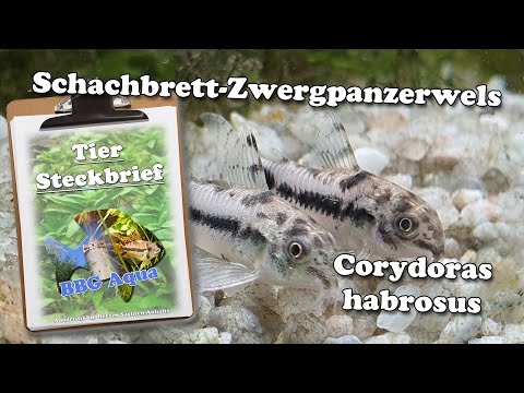 Steckbrief - Schachbrett-Zwergpanzerwels - Corydoras habrosus