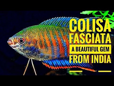 Banded gourami (Colisa Fasciata) jewel of nature Aquarium | Aqua adventure |