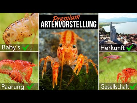 Oranger Zwergflusskrebs / Cambarellus patzcuarensis | LEXIKON DER AQUARISTIK mit Chris Lukhaup