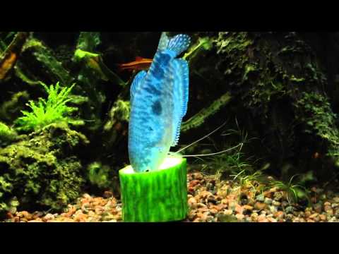 Blue Gourami (Trichogaster trichopterus) eating cucumber