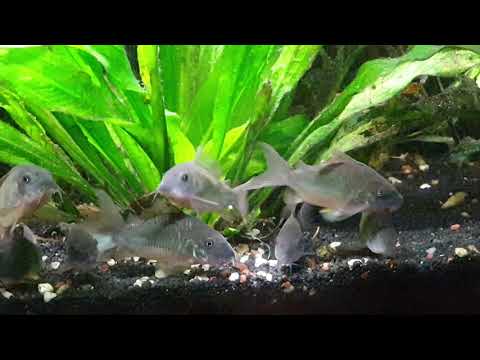 Swarm Brochis splendens / Corydoras splendens