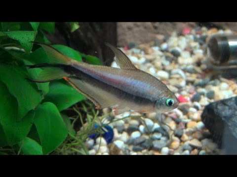 Emperor Tetra - Nematobrycon palmeri