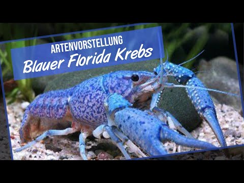 Der Blaue Floridakrebs - Artenvorstellung