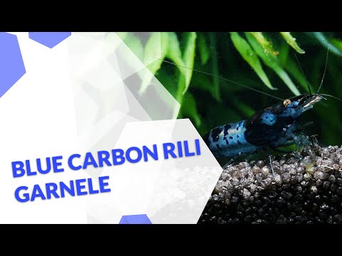 Blue Carbon Rili Garnele | Neocaridina davidi | Eine tolle Einsteigergarnele für dein Aquarium