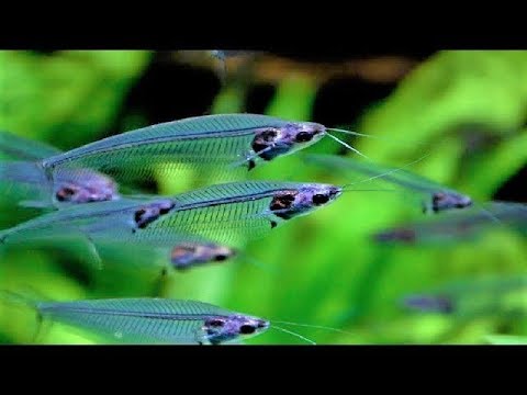 Glass Catfish | Kryptopterus Bicirrhis | Transparent Fish