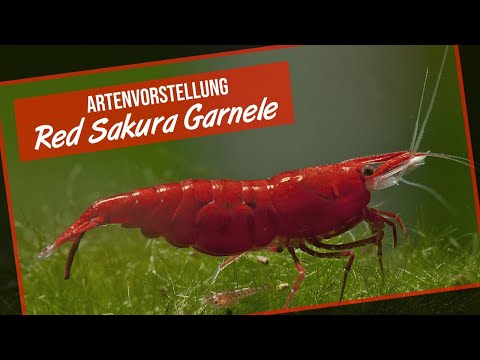 Red Sakura Garnele - Artenvorstellung