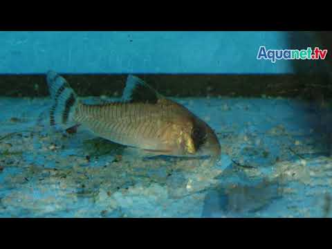 Corydoras oyapockensis Zucht im Laubaquarium