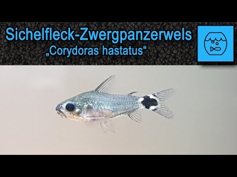 Sichelfleckpanzerwels - Corydoras hastatus - Haltung im Aquarium - Kleine Welse - Zwergpanzerwelse