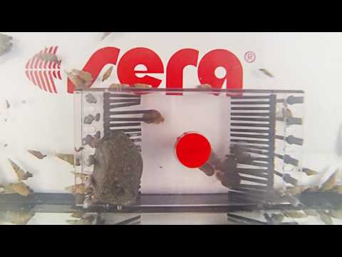 sera snail collect (Time Lapse)