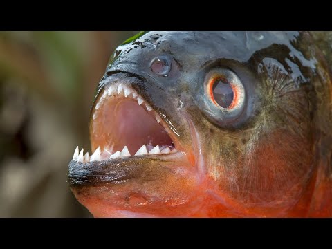 Piranha - Der Raubfisch Aus Südamerika / Dokumentation