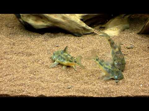 Corydoras paleatus