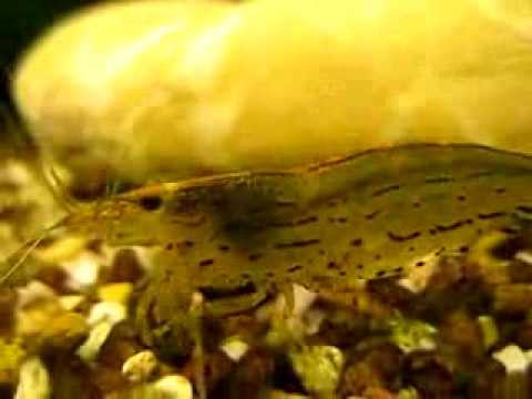 Wunderschöne große Amano Garnele bei Futtersuche in Nahaufnahme - Amano shrimp close up