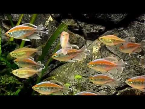 Congo Tetras (Phenacogrammus interruptus)