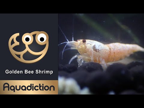 Golden Bee Shrimp - Caridina Aquarium Shrimp