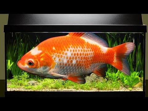 Wie viele Fische passen ins Aquarium?