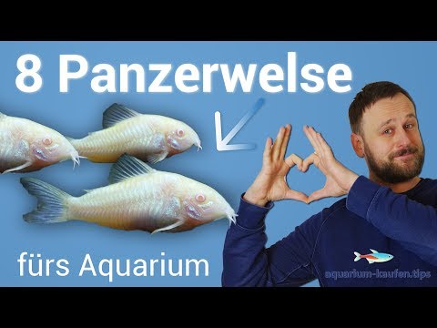 8 tolle Panzerwelse / Corydoras fürs Aquarium