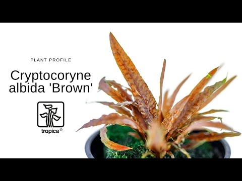 Cryptocoryne albida &#039;Brown&#039;