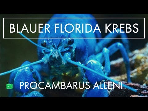 FLORIDA KREBS | Haltung, Zucht und mehr | GarnelenTv