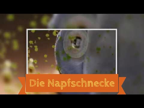 Die Napfschnecke beim Algen Verputzen / Neritina pulligera