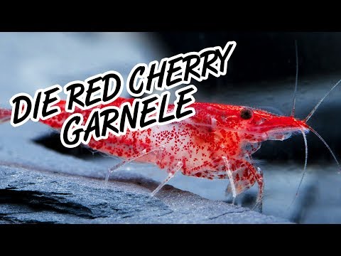 Red Fire Garnele oder auch Red Cherry Garnele