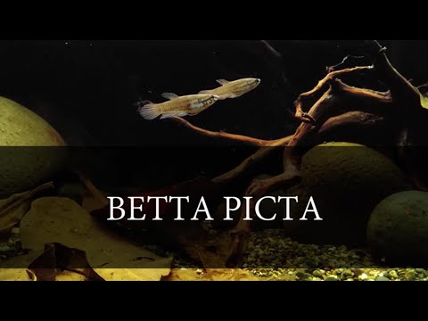 Indonesian Endemic Betta Fish-Betta Picta