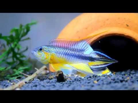 Apistogramma agassizii cuipeua F1