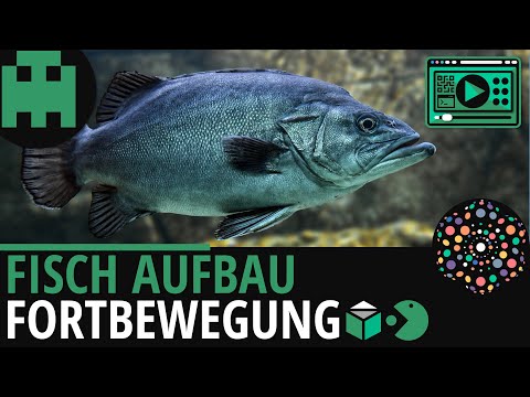 Fisch Aufbau │Biologie Lernvideo [Learning Level Up]