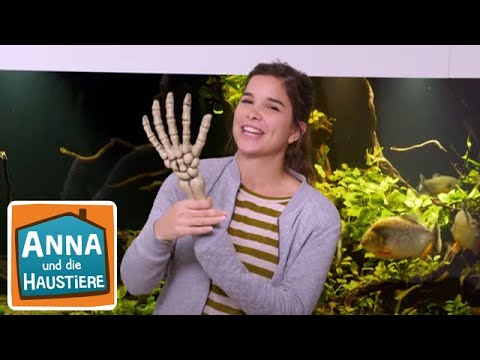 Piranhas | Information für Kinder | Anna und die Haustiere