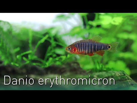 Danio erythromicron | Der Querstreifen-Zwergbärbling | Nano Fisch Portrait