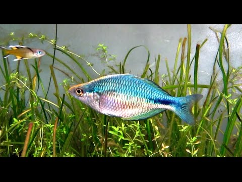 Melanotaenia lacustris Turquoise rainbowfish flashing