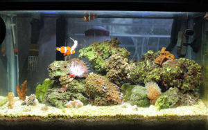 Einrichtung Tipps Nano Aquarium
