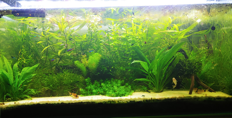 Ein 1 Jahr altes Walstad-Aquarium (80 × 50 × 45 cm)