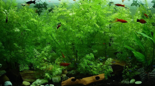 Wie viele Fische im Aquarium Formel zur Berechnung der Anzahl
